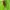 Šukaūsis raudonvabalis - Schizotus pectinicornis ♀ | Fotografijos autorius : Vidas Brazauskas | © Macrogamta.lt | Šis tinklapis priklauso bendruomenei kuri domisi makro fotografija ir fotografuoja gyvąjį makro pasaulį.