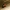 Kerpvabalis - Agathidium nigripenne | Fotografijos autorius : Vidas Brazauskas | © Macrogamta.lt | Šis tinklapis priklauso bendruomenei kuri domisi makro fotografija ir fotografuoja gyvąjį makro pasaulį.