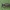 Smėliabitė - Andrena sp. ♂ | Fotografijos autorius : Žilvinas Pūtys | © Macrogamta.lt | Šis tinklapis priklauso bendruomenei kuri domisi makro fotografija ir fotografuoja gyvąjį makro pasaulį.