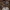 Vagotakotė šalmabudė - Mycena polygramma | Fotografijos autorius : Žilvinas Pūtys | © Macrogamta.lt | Šis tinklapis priklauso bendruomenei kuri domisi makro fotografija ir fotografuoja gyvąjį makro pasaulį.