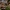 Vagotakotė šalmabudė - Mycena polygramma | Fotografijos autorius : Žilvinas Pūtys | © Macrogamta.lt | Šis tinklapis priklauso bendruomenei kuri domisi makro fotografija ir fotografuoja gyvąjį makro pasaulį.