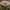 Vagotoji tauriabudė - Clitocybe vibecina | Fotografijos autorius : Žilvinas Pūtys | © Macrogamta.lt | Šis tinklapis priklauso bendruomenei kuri domisi makro fotografija ir fotografuoja gyvąjį makro pasaulį.