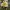 Vainikinė skaistažiedė - Glebionis coronaria | Fotografijos autorius : Gintautas Steiblys | © Macrogamta.lt | Šis tinklapis priklauso bendruomenei kuri domisi makro fotografija ir fotografuoja gyvąjį makro pasaulį.