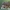 Vaisiastraublis - Curculio venosus | Fotografijos autorius : Žilvinas Pūtys | © Macrogamta.lt | Šis tinklapis priklauso bendruomenei kuri domisi makro fotografija ir fotografuoja gyvąjį makro pasaulį.