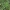 Vaistinė dirvuolė - Agrimonia eupatoria | Fotografijos autorius : Vytautas Gluoksnis | © Macrogamta.lt | Šis tinklapis priklauso bendruomenei kuri domisi makro fotografija ir fotografuoja gyvąjį makro pasaulį.