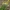 Vaistinė ramunė - Matricaria chamomilla | Fotografijos autorius : Gintautas Steiblys | © Macrogamta.lt | Šis tinklapis priklauso bendruomenei kuri domisi makro fotografija ir fotografuoja gyvąjį makro pasaulį.
