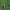 Vaistinis isopas (juozažolė) - Hyssopus officinalis | Fotografijos autorius : Kęstutis Obelevičius | © Macrogamta.lt | Šis tinklapis priklauso bendruomenei kuri domisi makro fotografija ir fotografuoja gyvąjį makro pasaulį.