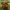 Valgomasis bobausis - Gyromitra esculenta | Fotografijos autorius : Romas Ferenca | © Macrogamta.lt | Šis tinklapis priklauso bendruomenei kuri domisi makro fotografija ir fotografuoja gyvąjį makro pasaulį.