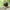Valgomasis bobausis - Gyromitra esculenta | Fotografijos autorius : Vidas Brazauskas | © Macrogamta.lt | Šis tinklapis priklauso bendruomenei kuri domisi makro fotografija ir fotografuoja gyvąjį makro pasaulį.