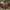 Valgomasis bobausis - Gyromitra esculenta | Fotografijos autorius : Kęstutis Obelevičius | © Macrogamta.lt | Šis tinklapis priklauso bendruomenei kuri domisi makro fotografija ir fotografuoja gyvąjį makro pasaulį.