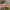 Valgomasis tampriukas - Strobilurus esculentus | Fotografijos autorius : Gintautas Steiblys | © Macrogamta.lt | Šis tinklapis priklauso bendruomenei kuri domisi makro fotografija ir fotografuoja gyvąjį makro pasaulį.