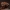 Vapsvinis garbanūnas - Metatrichia vesparium | Fotografijos autorius : Žilvinas Pūtys | © Macrogamta.lt | Šis tinklapis priklauso bendruomenei kuri domisi makro fotografija ir fotografuoja gyvąjį makro pasaulį.