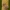 Varnalėšinis pelėdgalvis - Gortyna flavago | Fotografijos autorius : Žilvinas Pūtys | © Macrogamta.lt | Šis tinklapis priklauso bendruomenei kuri domisi makro fotografija ir fotografuoja gyvąjį makro pasaulį.
