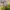 Vėlyvoji šalmabudė - Mycena tintinnabulum | Fotografijos autorius : Gintautas Steiblys | © Macrogamta.lt | Šis tinklapis priklauso bendruomenei kuri domisi makro fotografija ir fotografuoja gyvąjį makro pasaulį.