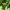 Varpotoji juodžolė - Actaea spicata | Fotografijos autorius : Nomeda Vėlavičienė | © Macrogamta.lt | Šis tinklapis priklauso bendruomenei kuri domisi makro fotografija ir fotografuoja gyvąjį makro pasaulį.