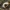 Vasarinis grambuolys - Amphimallon solstitiale, lerva | Fotografijos autorius : Kazimieras Martinaitis | © Macrogamta.lt | Šis tinklapis priklauso bendruomenei kuri domisi makro fotografija ir fotografuoja gyvąjį makro pasaulį.