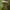 Ąžuolinė kreivabudė - Pleurotus dryinus | Fotografijos autorius : Žilvinas Pūtys | © Macronature.eu | Macro photography web site