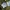 Siūlinė veronika - Veronica filiformis | Fotografijos autorius : Gintautas Steiblys | © Macrogamta.lt | Šis tinklapis priklauso bendruomenei kuri domisi makro fotografija ir fotografuoja gyvąjį makro pasaulį.