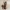 Viengūbris kūgiavoris - Cyclosa conica, juv | Fotografijos autorius : Gintautas Steiblys | © Macrogamta.lt | Šis tinklapis priklauso bendruomenei kuri domisi makro fotografija ir fotografuoja gyvąjį makro pasaulį.