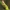 Vienkupris kuoduotis - Notodonta dromedarius, vikšras | Fotografijos autorius : Gintautas Steiblys | © Macrogamta.lt | Šis tinklapis priklauso bendruomenei kuri domisi makro fotografija ir fotografuoja gyvąjį makro pasaulį.