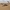 Vienkupris kupranugaris - Camelus dromedarius | Fotografijos autorius : Gintautas Steiblys | © Macrogamta.lt | Šis tinklapis priklauso bendruomenei kuri domisi makro fotografija ir fotografuoja gyvąjį makro pasaulį.