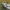 Vienuolis verpikas - Lymantria monacha ♀ | Fotografijos autorius : Gintautas Steiblys | © Macrogamta.lt | Šis tinklapis priklauso bendruomenei kuri domisi makro fotografija ir fotografuoja gyvąjį makro pasaulį.