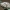 Vienuolis verpikas - Lymantria monacha ♀ | Fotografijos autorius : Žilvinas Pūtys | © Macrogamta.lt | Šis tinklapis priklauso bendruomenei kuri domisi makro fotografija ir fotografuoja gyvąjį makro pasaulį.