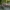Vienuolis verpikas - Lymantria monacha, vikšras | Fotografijos autorius : Žilvinas Pūtys | © Macrogamta.lt | Šis tinklapis priklauso bendruomenei kuri domisi makro fotografija ir fotografuoja gyvąjį makro pasaulį.