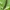 Kopūstinis pelėdgalvis - Mamestra brassicae, vikšras | Fotografijos autorius : Vidas Brazauskas | © Macrogamta.lt | Šis tinklapis priklauso bendruomenei kuri domisi makro fotografija ir fotografuoja gyvąjį makro pasaulį.