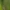 Nendrinis storažandis - Tetragnatha striata ♂ | Fotografijos autorius : Zita Gasiūnaitė | © Macrogamta.lt | Šis tinklapis priklauso bendruomenei kuri domisi makro fotografija ir fotografuoja gyvąjį makro pasaulį.