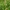 Snapuotoji viksva - Carex rostrata | Fotografijos autorius : Gintautas Steiblys | © Macrogamta.lt | Šis tinklapis priklauso bendruomenei kuri domisi makro fotografija ir fotografuoja gyvąjį makro pasaulį.