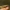 Viksvinis skėrys - Stethophyma grossum | Fotografijos autorius : Agnė Našlėnienė | © Macrogamta.lt | Šis tinklapis priklauso bendruomenei kuri domisi makro fotografija ir fotografuoja gyvąjį makro pasaulį.