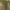 Pajūrinės smiltlendrės - Ammophila arenaria | Fotografijos autorius : Gintautas Steiblys | © Macrogamta.lt | Šis tinklapis priklauso bendruomenei kuri domisi makro fotografija ir fotografuoja gyvąjį makro pasaulį.