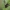 Vilnabitė - Anthidiellum strigatum | Fotografijos autorius : Gintautas Steiblys | © Macrogamta.lt | Šis tinklapis priklauso bendruomenei kuri domisi makro fotografija ir fotografuoja gyvąjį makro pasaulį.