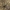 Violetinis Gegužvabalis – Meloe violaceus | Fotografijos autorius : Giedrius Markevičius | © Macrogamta.lt | Šis tinklapis priklauso bendruomenei kuri domisi makro fotografija ir fotografuoja gyvąjį makro pasaulį.
