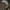 Viržinis dirvinukas - Lycophotia porphyrea, vikšras | Fotografijos autorius : Gintautas Steiblys | © Macrogamta.lt | Šis tinklapis priklauso bendruomenei kuri domisi makro fotografija ir fotografuoja gyvąjį makro pasaulį.