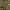 Visžalis kiparisas - Cupressus sempervirens | Fotografijos autorius : Gintautas Steiblys | © Macrogamta.lt | Šis tinklapis priklauso bendruomenei kuri domisi makro fotografija ir fotografuoja gyvąjį makro pasaulį.