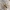 Plyšinis kampavoris - Eratigena atrica | Fotografijos autorius : Vidas Brazauskas | © Macrogamta.lt | Šis tinklapis priklauso bendruomenei kuri domisi makro fotografija ir fotografuoja gyvąjį makro pasaulį.