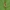 Vyšninė ūglinė sidabrakandė - Argyresthia pruniella | Fotografijos autorius : Žilvinas Pūtys | © Macrogamta.lt | Šis tinklapis priklauso bendruomenei kuri domisi makro fotografija ir fotografuoja gyvąjį makro pasaulį.