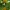 Vyšninė slyva - Prunus cerasifera | Fotografijos autorius : Gintautas Steiblys | © Macrogamta.lt | Šis tinklapis priklauso bendruomenei kuri domisi makro fotografija ir fotografuoja gyvąjį makro pasaulį.