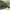 Vynuoginis pjovėjas - Otiorhynchus sulcatus | Fotografijos autorius : Vidas Brazauskas | © Macrogamta.lt | Šis tinklapis priklauso bendruomenei kuri domisi makro fotografija ir fotografuoja gyvąjį makro pasaulį.