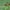 Vytis - Opheltes glaucopterus ♀ | Fotografijos autorius : Žilvinas Pūtys | © Macrogamta.lt | Šis tinklapis priklauso bendruomenei kuri domisi makro fotografija ir fotografuoja gyvąjį makro pasaulį.