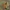Vytis - Opheltes glaucopterus | Fotografijos autorius : Gintautas Steiblys | © Macrogamta.lt | Šis tinklapis priklauso bendruomenei kuri domisi makro fotografija ir fotografuoja gyvąjį makro pasaulį.