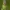 Vytis - Ophion obscuratus ♀ | Fotografijos autorius : Žilvinas Pūtys | © Macrogamta.lt | Šis tinklapis priklauso bendruomenei kuri domisi makro fotografija ir fotografuoja gyvąjį makro pasaulį.
