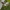 Vytis - Trichomma fulvidens ♂ | Fotografijos autorius : Žilvinas Pūtys | © Macrogamta.lt | Šis tinklapis priklauso bendruomenei kuri domisi makro fotografija ir fotografuoja gyvąjį makro pasaulį.