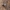 Žaliavoris - Eusparassus walckenaeri juv. ♀ | Fotografijos autorius : Žilvinas Pūtys | © Macronature.eu | Macro photography web site