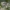 Paprastasis vapsvavoris - Argiope bruennichi ♀ subadult | Fotografijos autorius : Žilvinas Pūtys | © Macronature.eu | Macro photography web site