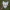 Dvispalvis kuoduotis - Leucodonta bicoloria | Fotografijos autorius : Žilvinas Pūtys | © Macronature.eu | Macro photography web site
