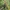 Alksninis stiklasparnis - Synanthedon spheciformis | Fotografijos autorius : Gintautas Steiblys | © Macronature.eu | Macro photography web site