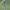 White-legged damselfly - Platycnemis pennipes | Fotografijos autorius : Agnė Našlėnienė | © Macrogamta.lt | Šis tinklapis priklauso bendruomenei kuri domisi makro fotografija ir fotografuoja gyvąjį makro pasaulį.